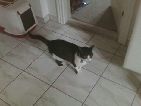 Huskat Bob billede 5