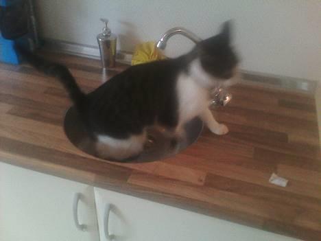 Huskat Bob billede 6