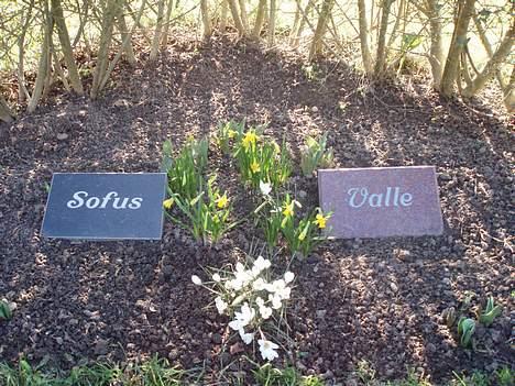 Blanding af racer Valle (er her ikke mere) billede 19