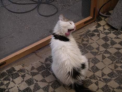 Blanding af racer Dalie billede 11