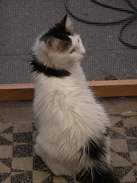 Blanding af racer Dalie billede 12