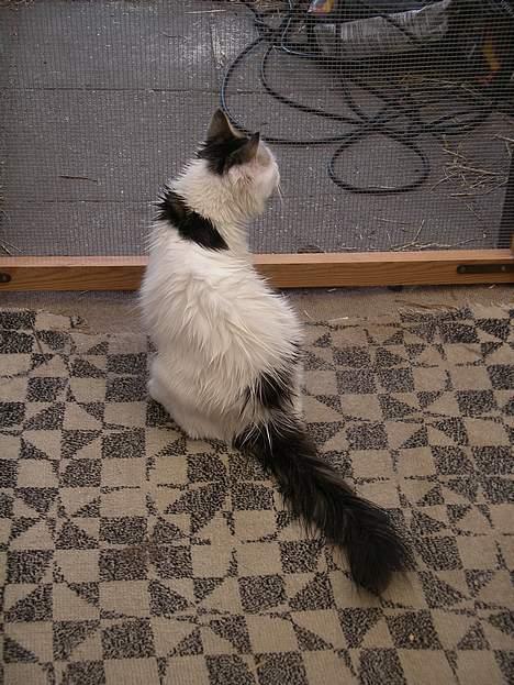 Blanding af racer Dalie billede 13