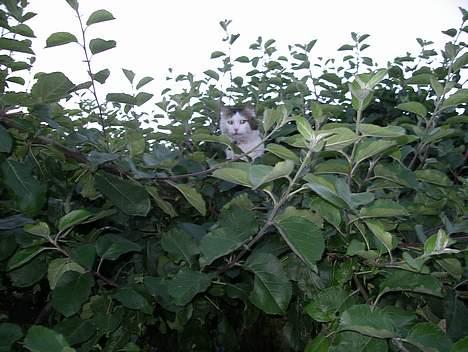 Blanding af racer Dalie billede 14