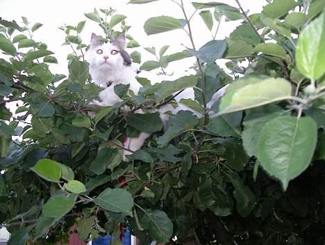 Blanding af racer Dalie billede 15