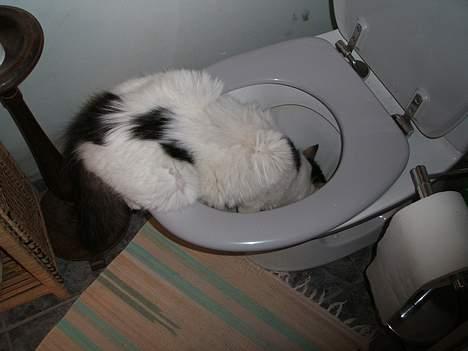 Blanding af racer Dalie - nam nam... billede 16