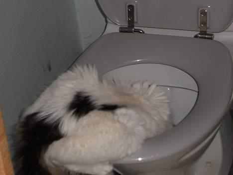 Blanding af racer Dalie billede 17