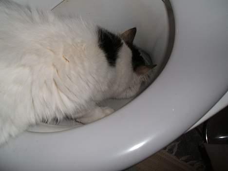 Blanding af racer Dalie billede 18