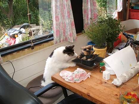 Blanding af racer Dalie billede 19