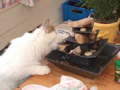 Blanding af racer Dalie billede 20