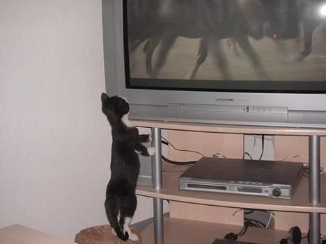 Huskat Magnus billede 9