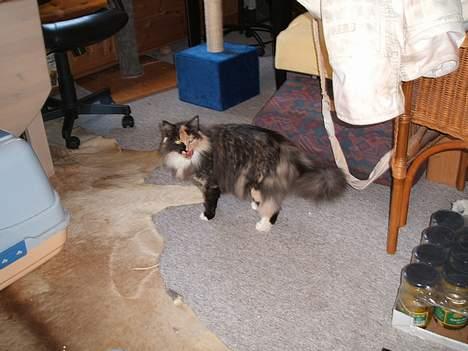 Blanding af racer picaso R.i.p billede 5