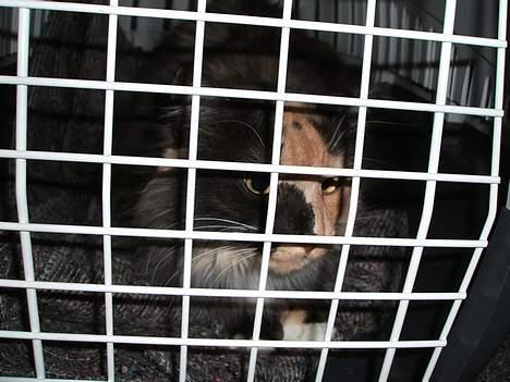 Blanding af racer picaso R.i.p billede 6