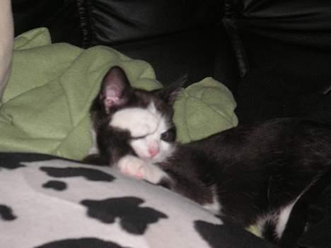 Huskat Magnus billede 11