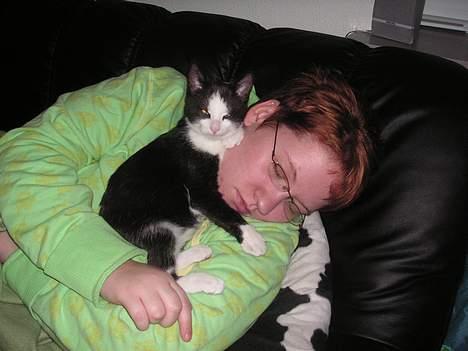 Huskat Magnus billede 12