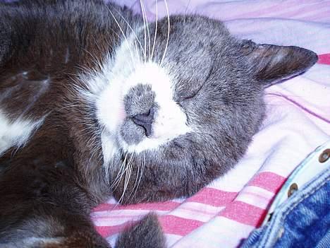 Huskat Hannibal * Væk :( * billede 19