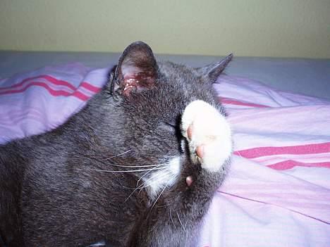 Huskat Hannibal * Væk :( * - "Nu gider jeg ikke alt det billede halløj mere mor" billede 20