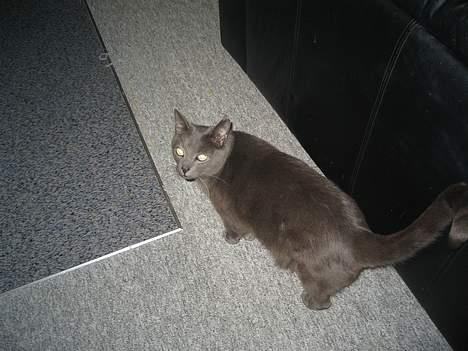 Blanding af racer Herkules (R.I.P) billede 15