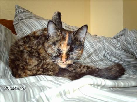 Huskat ronja (Forladt os) - Ronjas bedste hygge sted..  billede 9