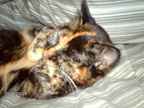 Huskat ronja (Forladt os) - Mmmm....  billede 10