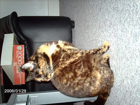 Huskat ronja (Forladt os) - Hvor er du henne...? Jeg er sulten......! billede 11