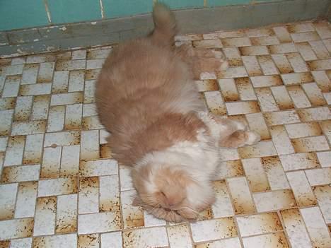 Perser bølle - afslapning på gulvet..skønt med varme i gulvet :O) billede 8