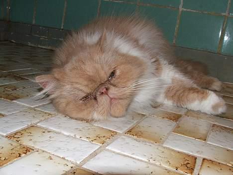 Perser bølle - total afslapning billede 9