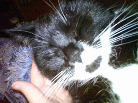 Huskat Spongi Jensen billede 2