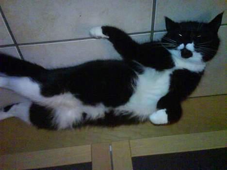 Huskat Spongi Jensen billede 3