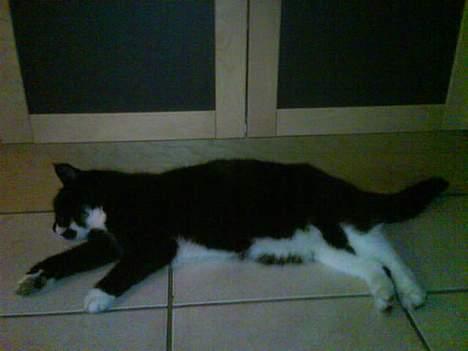 Huskat Spongi Jensen billede 4