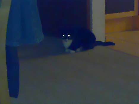 Huskat Spongi Jensen billede 5