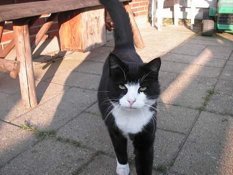 Huskat Oliver <3 hvil i fred :-* - Han er en flot kat, ikke? billede 1