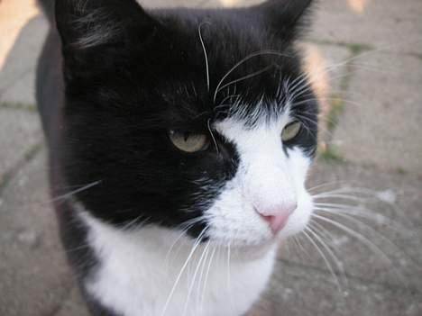 Huskat Oliver <3 hvil i fred :-* - En anelse arrogance, ikke? billede 2