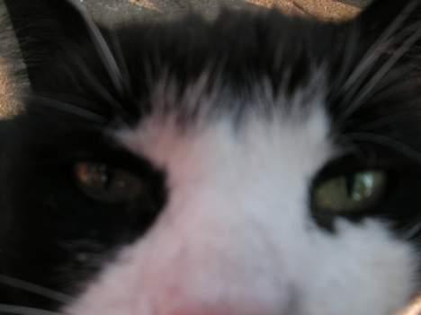 Huskat Oliver <3 hvil i fred :-* - Han var meget nervøs som mindre.. Men nu er han blevet meget nysgerrig! billede 3