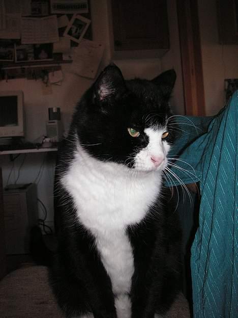 Huskat Oliver <3 hvil i fred :-* - Han føler sig meget arrogant overfor vores hund derhjemme.. Han sidder majestætisk på en stol og kigger på hende. billede 4