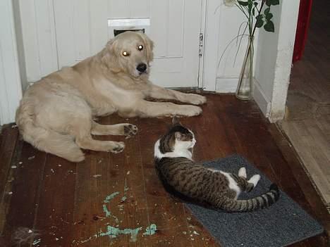 Blanding af racer Fritz - Tager lige en slapper billede 2