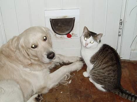 Blanding af racer Fritz - Hejsa med jer derude billede 3