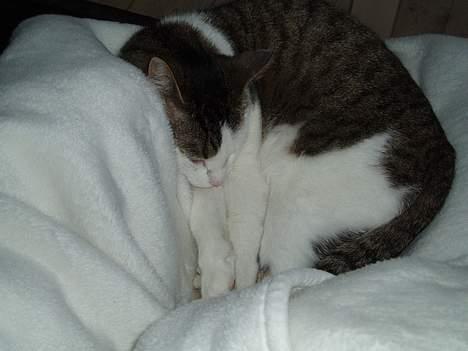 Blanding af racer Fritz - Tager lige en lur mere billede 5