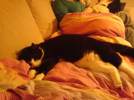 Huskat Oliver <3 hvil i fred :-* - Han elsker at putte på en dyne.. Er han ikke sød?? billede 5