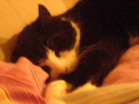 Huskat Oliver <3 hvil i fred :-* - Og så lidt tættere på.. Årh.. Han er meget nuser.. billede 6