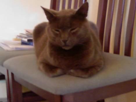 Huskat Figaro  - Nu kan jeg holde øje med maden! x) muhah ;b billede 12