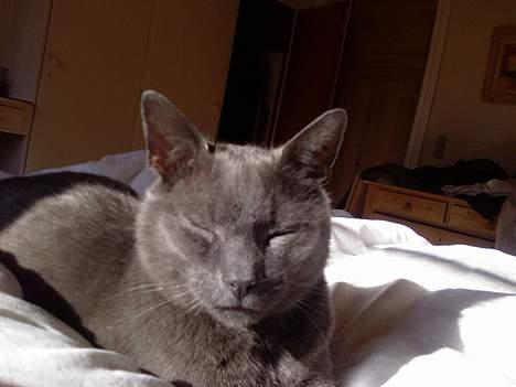 Huskat Figaro  - stener billede 13