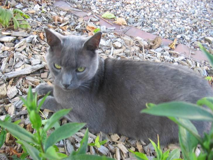 Huskat Figaro  - hej med dig. billede 14