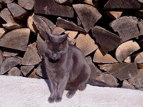 Huskat Figaro  - Min dejlige kat :] billede 15