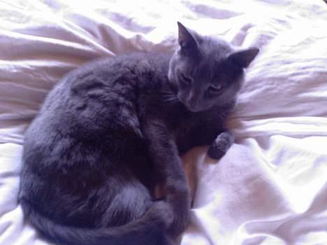 Huskat Figaro  - uhh det er godt at ligge her billede 16