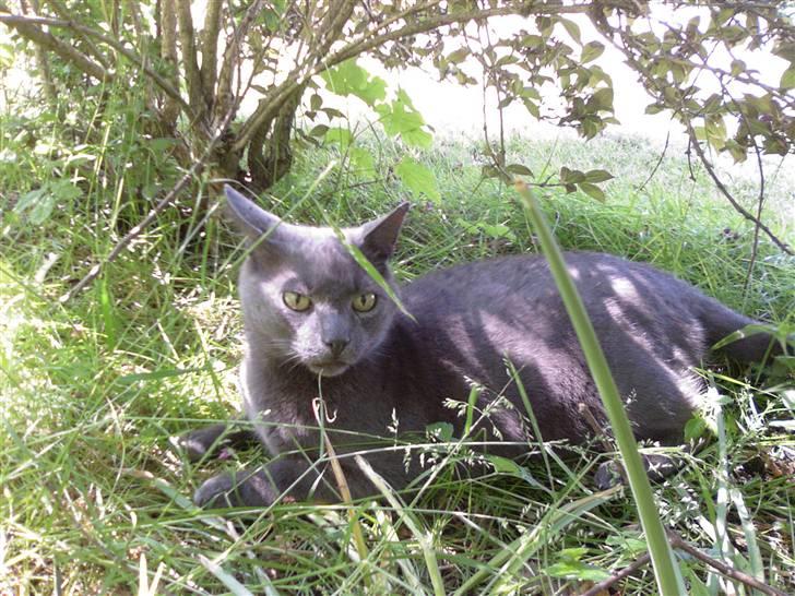 Huskat Figaro  - under en busk xD billede 17