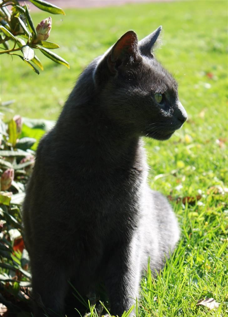 Huskat Figaro  - Smukke.. Fotograf; JMP©  billede 18