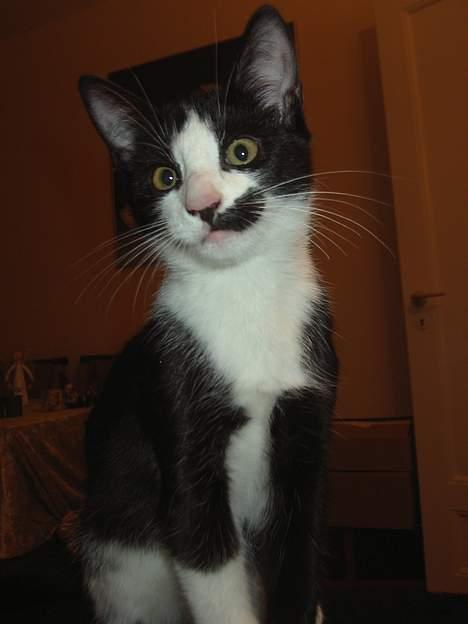 Huskat Sasha - Sasha i al sin vidunderlighed billede 1