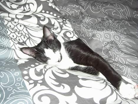 Huskat Sasha - Tager mig lige en slapper billede 2