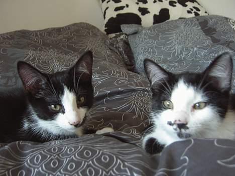 Huskat Sasha - Mig og min søster Sarah billede 3