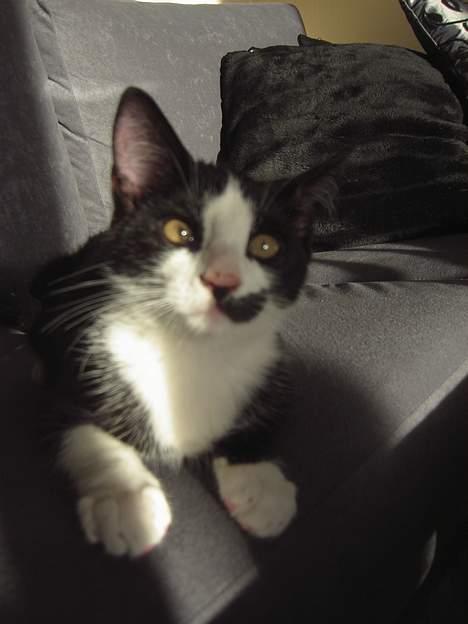 Huskat Sasha - Se hvor fin man kan være billede 4